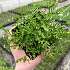 Image result for Pteris linearis
