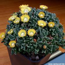 Image result for Nananthus aloides