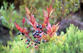 Image result for Vaccinium madagascariense