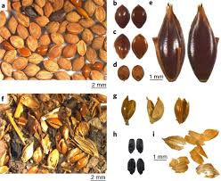 Image result for Urochloa leersioides