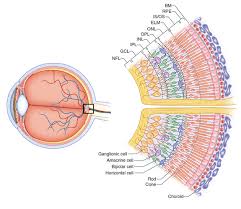 Image result for Retinal Anatomy