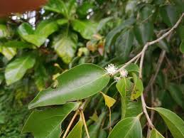 Image result for Scolopia