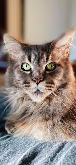 Cute Cat Wallpapers Energize Your Phone S Screen Women S Cat T Shirts I Like Cats Very Much In 2020 Cat Wallpaper Cute Cat Wallpaper Cute Cat