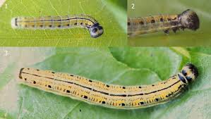 Image result for Flabellaria paniculata