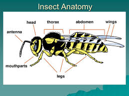 They primarily inhabit caves and mines, though they have also been additionally, dead camel crickets can pollute wells and create an intense odor, potentially attracting even more pests, so getting rid of them before. What Is That Some People Call Them Spider Crickets So Is This A Spider Or A Cricket Ppt Download