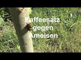 Ameisen Bekampfen Ohne Chemie Kaffeesatz Gegen Ameisen Hier Kostenlos Abonnieren Https Www Youtube Com C Thehandyman81 F Ameisen Bekampfen Kaffeesatz Ameisen
