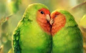 Hd Wallpapers Ultra Hd 4k Wallpapers For Desktop Mobiles Animal Wallpaper Parrot Bird Wallpaper