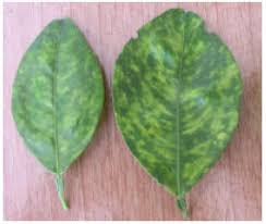 Your guide to perfect propagation. Genome Sequencing Comparison And Phylogenetic Analysis Of Citrus Yellow Mosaic Virus Isolates Originating From Different Citrus Species In India Scialert Responsive Version