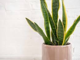 Best plant to have in bedroom. The 10 Best Houseplants For The Bedroom