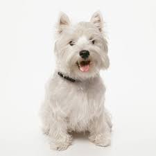 west highland white terrier dog breed information pictures