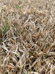1 refer to the turfgrass weed control for homeowners section in the current homeowner's edition of the georgia pest management handbook for more. Can Anyone Tell Me What Type Of Grass This Is I M Thinking Dormant St Augustine I M A Noob Though Landscaping