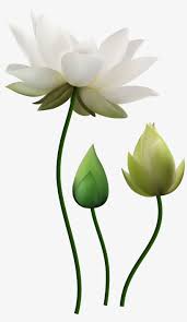 Check spelling or type a new query. Water Lily Png Image Transparent Png Free Download On Seekpng