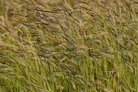 Image result for Heteropogon melanocarpus