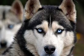 Es geht nicht allein um geschwindigkeit, sondern darum, die schönen ursprünglichen schlittenhunderassen siberian husky, alaskan malamuten. Schlittenhunde Huskys Jbtierfoto De