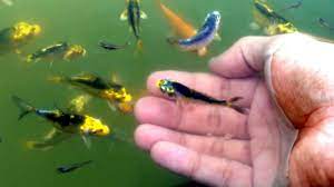 The larger individuals in this species regardless of size, koi tend to maintain the same colors and patterns throughout their entire lives. Handfeeding My Baby Koi In The Pond Youtube