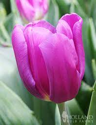 Purple Flag Tulip Value Bag Tulips Tulips Holland Beautiful Flowers