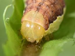 Image result for Polymixis polymita