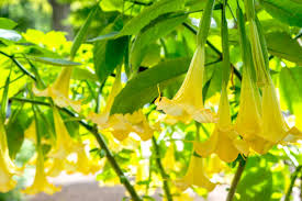 Image result for Brugmansia