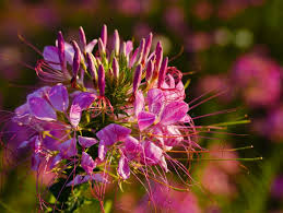 Image result for Cleomaceae