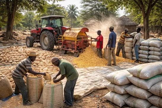 MAIZE HARVESTING, SHELLING, AND STORAGE A Practical Guide for Farmers Maize is one of the most important staple crops in many parts of the world, especially in Africa. Proper harvesting, shelling, and