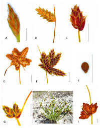 Image result for Pycreus sp.no.1