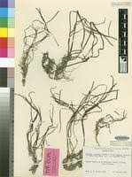Image result for Zostera capensis