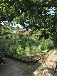 We did not find results for: I Would Like To Turn This Vegetable Garden Into Lawn Or Some Other Ground Cover With With Flower Beds Berry Bushes And Maybe A Little Path And A Chair Do You Guys