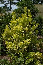 Full to part sun soil: Illicium Parviflorum Florida Sunshine Florida Sunshine Anise Florida Sunshine Star Anise Yellow Anise Plant Lust