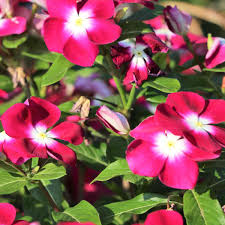 Check spelling or type a new query. Different Types And Varieties Of Madagascar Periwinkle The Complete List