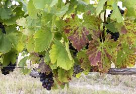 Image result for Grapevine leafroll virus
