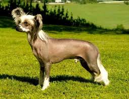 Segob cesa a funcionarios del inm por caso camargo | noticias con yuriria sierra. Razas De Perros Ar Twitter Raza Crestado Chino Hairless Origen China Peso 5 A 7 Kg Tamano Pequeno Caracter Jugueton Carinoso Afable Vivaz Alegre Alerta Https T Co Xah26efuy6