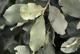 Image result for Brachylaena discolor