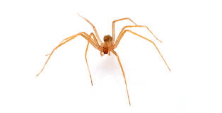 It may become firm and will. A Brown Recluse Spider Bit Me Now What Mercy