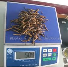 Keeda jadi cordyceps known as himalayan viagra is very useful in various diseases. Nepal Himalayas Price Of Caterpillar Fungus Yarsagumba Himalayan Viagra Ophiocordyceps Sinensis Reached Nrs 20 33 280 Per Kg What A Crazy
