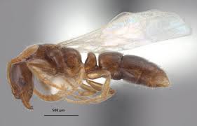 Image result for Zornia punctatissima