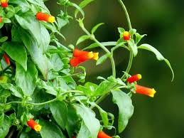 Image result for Manettia