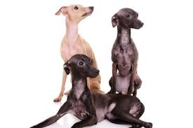 Only guaranteed quality, healthy above you will find the latest italian greyhound puppies which we have for sale. The Italian Greyhound Cost Guide With Cost Calculator Petbudget