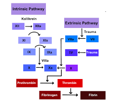 Image result for Anticoagulation Pathway