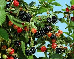 Image result for Baptorhachis foliacea