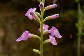 Image result for Priva flabelliformis