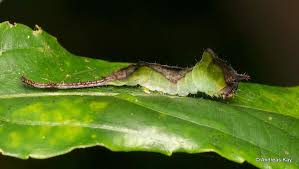 These green caterpillars will also happily munch away on cauliflower, brussel sprouts, broccoli and basically anything in the brassica family of plants. Pin On Caterpillars Of Ecuador