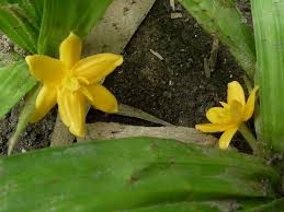 Image result for Hypoxidaceae