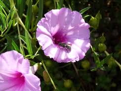 Image result for Ipomoea lapathifolia