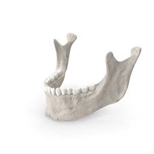 The moist heat can help to relax the muscles around the jaw and eventually loosen it. Human Jawbone Mandible With Teeth White Png Images Psds For Download Pixelsquid S112854261