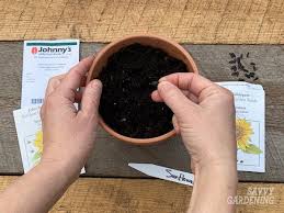 More images for how to grow sunflowers indoors » When To Plant Sunflowers 3 Options For Lots Of Beautiful Blooms