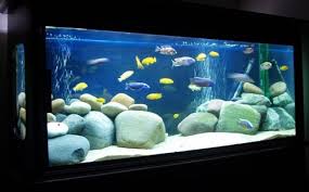 African Cichlid Aquarium African Cichlid Aquarium Images The Aquarium Pet Store In Bangalore African Cichlid Aquarium Cichlid Aquarium Aquarium Fish