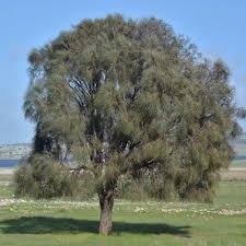 Image result for Casuarina verticillata
