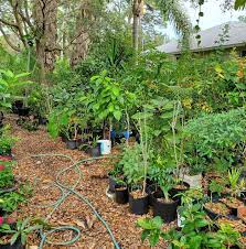 We buy houses in port charlotte. Plants And Trees Nursery Home Facebook