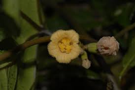 Image result for Coccinia barteri