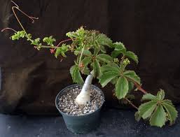 Image result for Cyphostemma quinatum